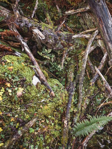 Nationalpark Gesäuse 2019_c-Stefan Leitner_Gesaeuse_51 | © stefanleitner.com | Stefan Leitner